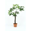 完成品。不二貿易の観葉植物パキラ朴の木タイプをDCMでは販売しております。その他の花・野菜・観葉用品も多数取扱っております。 商品サイズ:幅900×奥行900×高さ1500。商品重量:8.6。梱包数:1梱包。 直射日光の当たる場所又は熱・火は避けて下さい。必ず本来の用途だけにご使用下さい。お客様都合による返品はお受けできません。