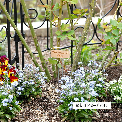 �᥿��ե���٥� �ȡ��� 6������ �������硼