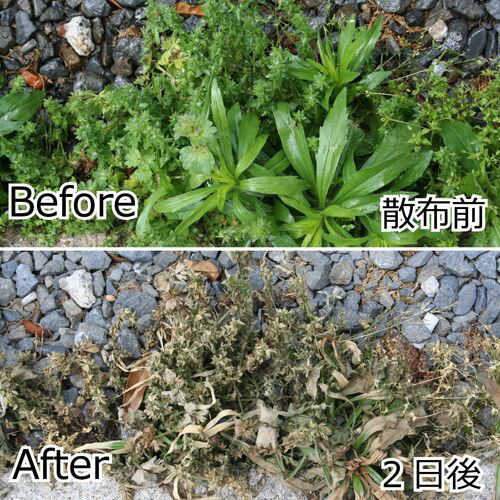 草枯れ一番 シャワー パネフリ 1L PANEHURI