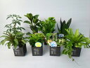 ECOPLANTS Bセット 4号鉢 タクト
