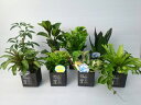 ECOPLANTS BZbg 4 ^Ng