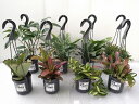 ECOPLANTS Cセット 4号吊鉢 タクト
