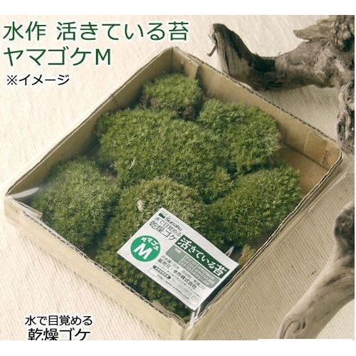 活きている苔ヤマゴケM 水作(株)