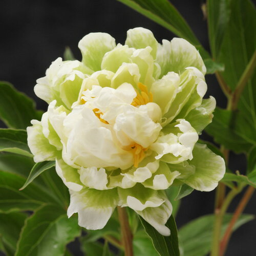 アメリカシャクヤク グリーンハロー 12cmポット 園芸生活のサムネイル