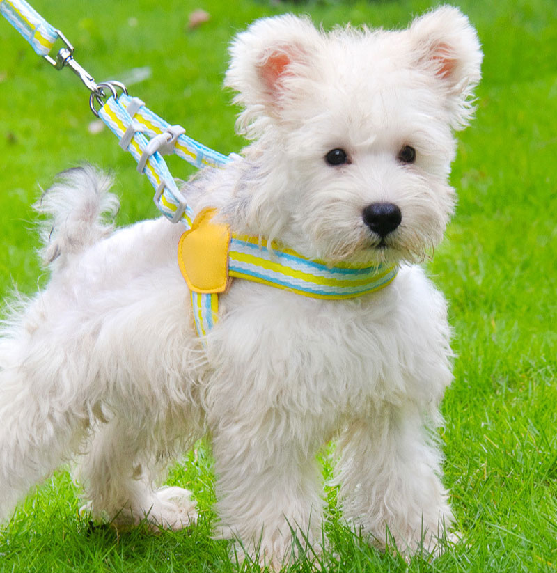 犬服 犬 犬用 リード ハーネス セット 調節可能 犬用リード 中型犬用 中型犬用ハー...