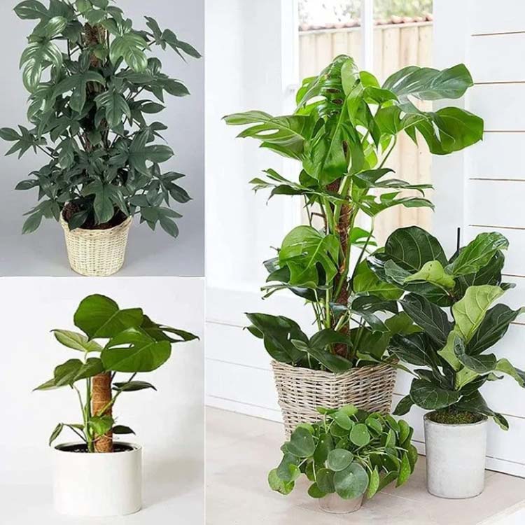 2個組 園芸支柱パー ココスティック モンステラ支柱 観葉植物 支柱 園芸支柱 ココナッツ支柱 植物サポ..