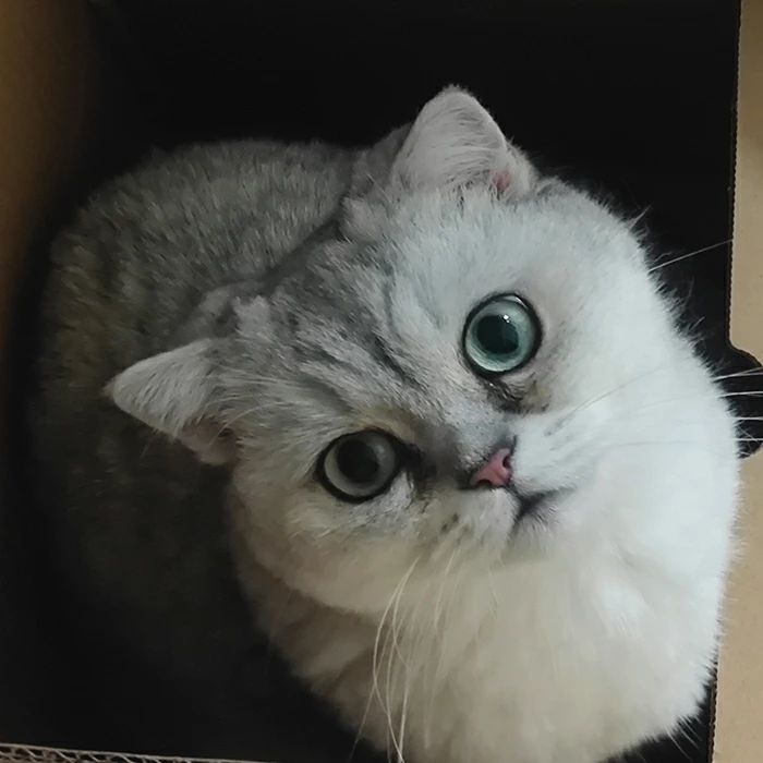 楽天神秘の館指輪 刻印 写真刻印 リング ペット ステンレスリング オーダーメイド ペット シンプル ステンレス 彫刻 シルバー ゴールド ペット供養 思い出 オリジナルグッズ メモリアルグッズ プレゼント 母の日 誕生日 記念日 動物 犬 猫 うちの子