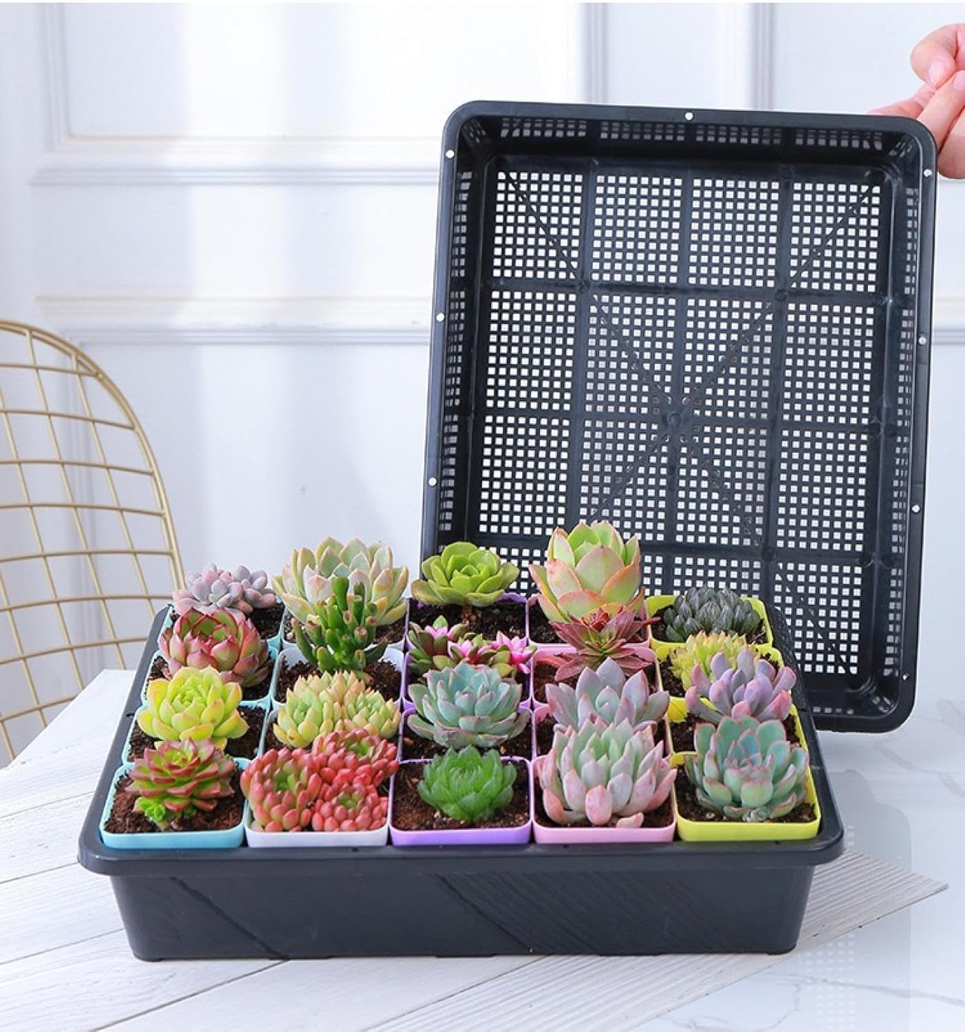 育苗ポット トレイ付き 便利、実用的、盆栽栽培用、多肉植物輸送対応 育苗箱・苗床、家庭園芸向け管理..