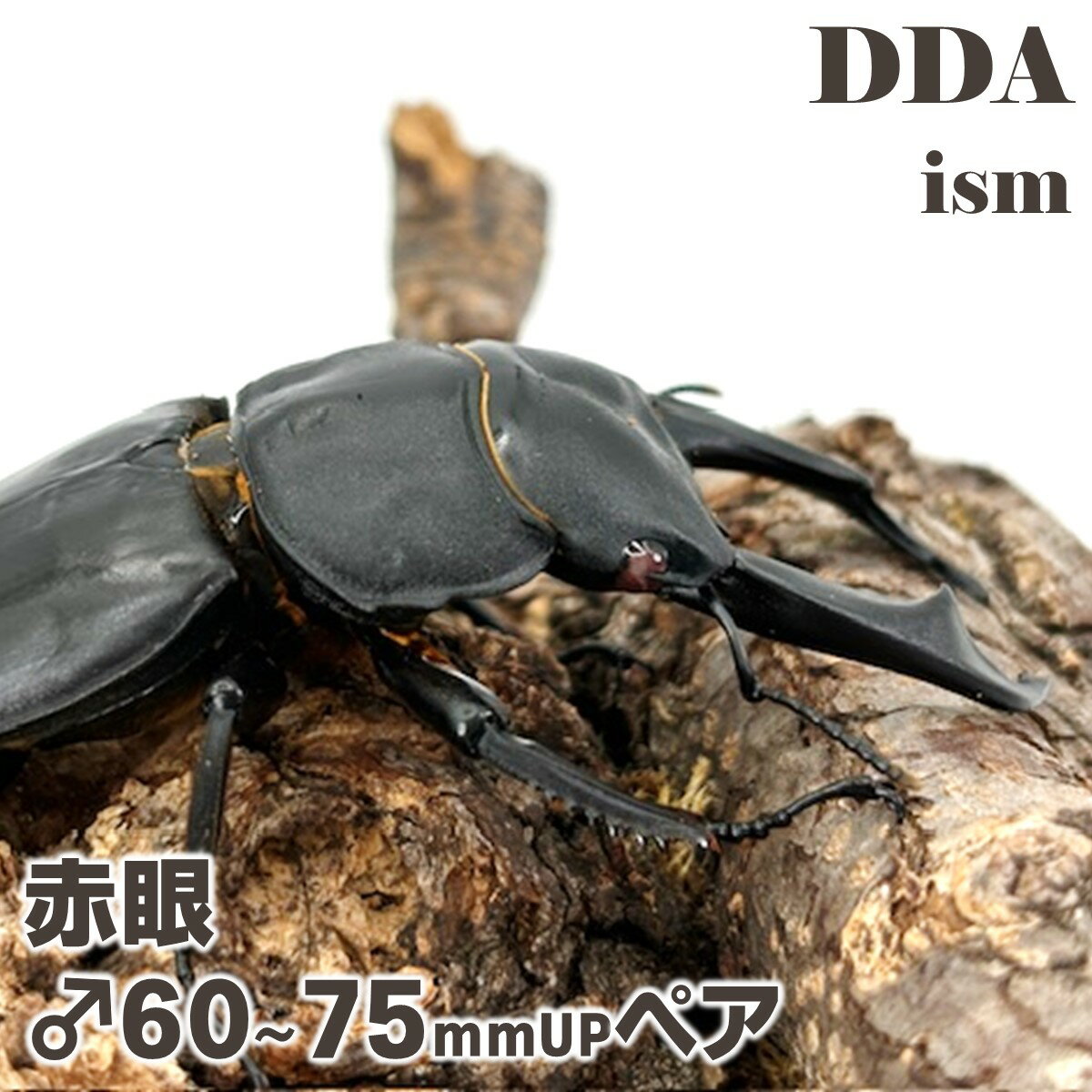 希少保護種【DDA】赤眼RR シェンクリング オオクワガタ 成虫 ♂60〜75mmUP ペア プレゼント付き dda クワガタ 生体のサムネイル