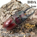 フィリピン便/天然個体【DDA】ジュリエットノコギリ 成虫 ペア ♂30~特大40mmUP プレゼント付き dda クワガタ 生体