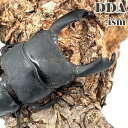 特大産出エリア!【DDA】西ペレン・オオヒラタ 天然特大! 西ペレン・オオヒラタ ♂100.3mm 大型♀41.7mm ペア dda プレミアム生体 クワガタ ...