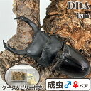 フィリピン便/天然個体【DDA】ミンダナオパリー オオクワ 成虫 ペア ♂Sサイズ〜特大70mmUP プレゼント付き dda クワガタ 生体