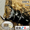 【DDA】カオバンアンタエウス 成虫 ♂60〜超特大85mmUP ペア プレゼント付き dda クワガタ 生体