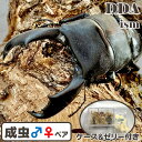 スラウェシ最大エリア!【DDA】テンガ州/離島 スラウェシオオヒラタ 成虫 ペア(♂80〜99mmUP) プレゼント付き dda クワガタ 生体