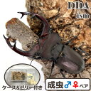 【DDA】ユダイクスミヤマ 成虫 ♂65〜95mmUP ペア プレゼント付き dda クワガタ 生体