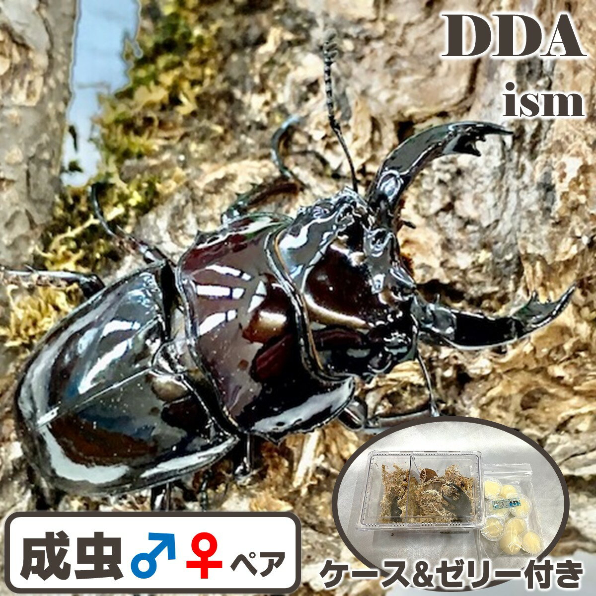 エナメルレッドのボディ【DDA】赤系 レギウスオオツヤ 成虫 ♂45〜65mmUP ペア プレゼント付き dda クワ..