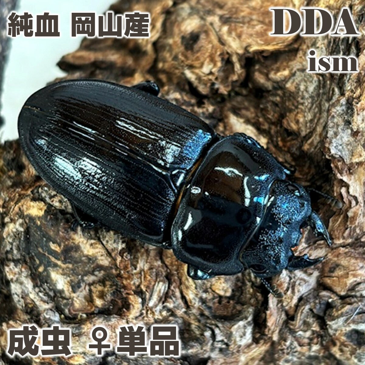 純血 本物【DDA】岡山産 オオクワガタ classics1997 成虫 ♀単品サイズフリー プレゼント付き dda クワガタ 生体 国産