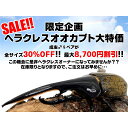 ddaism:10000235のサンプル画像3