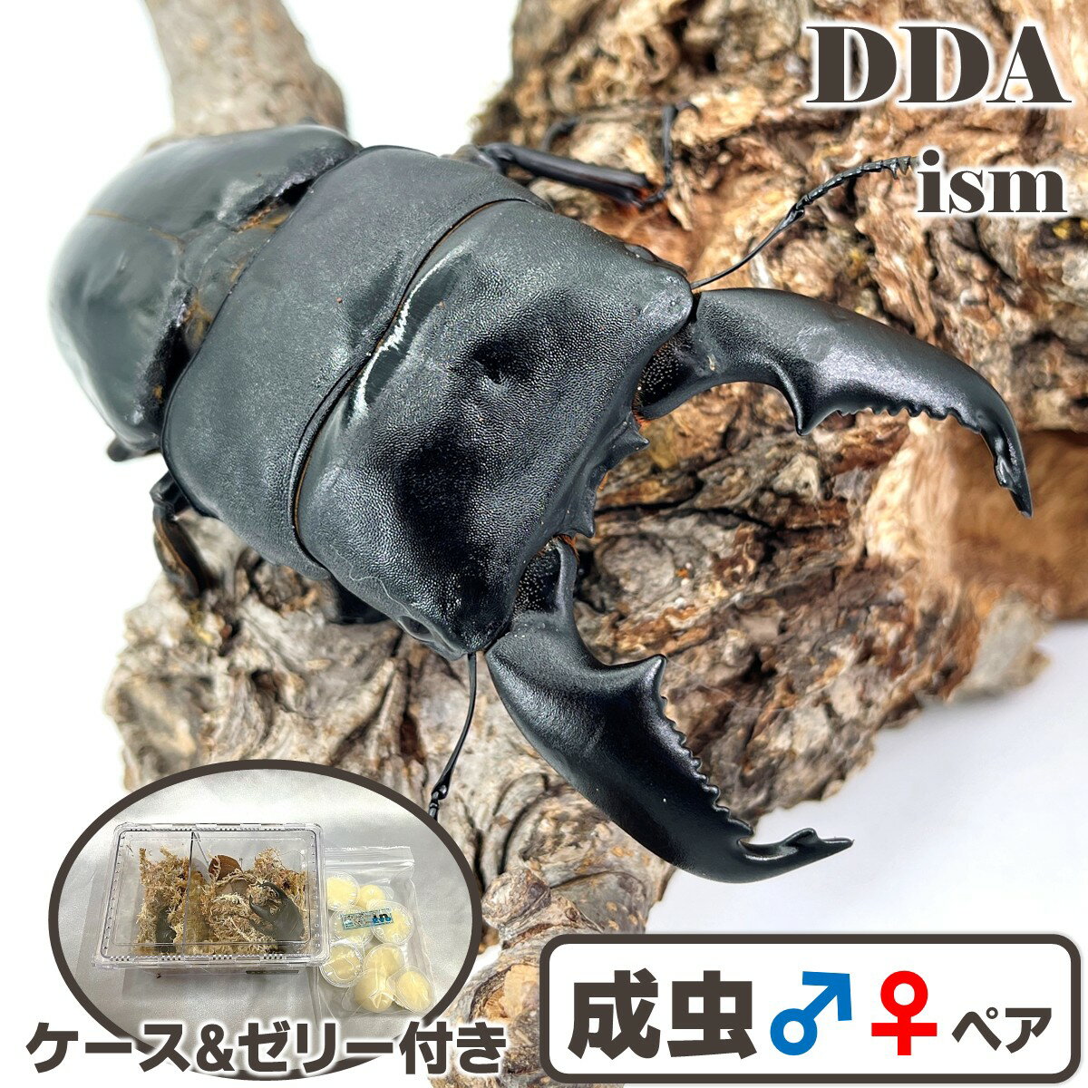 超人気種！入門編にして最高峰【DDA