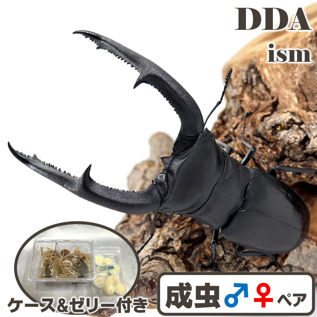 楽天市場】マンディブラリスフタマタクワガタ 標本の通販