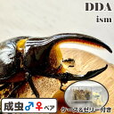 【DDA】サタンオオカブト 成虫 ペア ♂70〜100mmUP プレゼント付き dda カブトムシ 生体