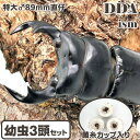 【DDA】特大♂89直仔 インドアンタエウス 1〜2令幼虫 3頭セット(ガントク) dda クワガタ 生体