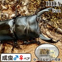 【DDA】シェンクリング オオクワガタ 成虫 ♂60〜80mmUP ペア プレゼント付き dda クワガタ 生体