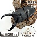 【DDA】ミンダナオヒラタ 幼虫3頭セット dda クワガタ 生体