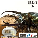 フィリピン便/天然個体【DDA】ミンダナオアトラス 成虫 WD♂80〜100mm ペア プレゼント付き dda オオカブト カブトムシ 生体
