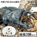 【DDA】大型♂90.8mm直仔 ブータンアンタエウス(シェムガン) 1〜2令幼虫 3頭セット dda クワガタ 生体