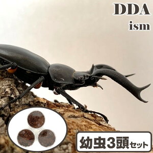 シカクワガタ最大種【DDA】ディディエールシカクワガタ 幼虫3頭セット dda クワガタ 生体