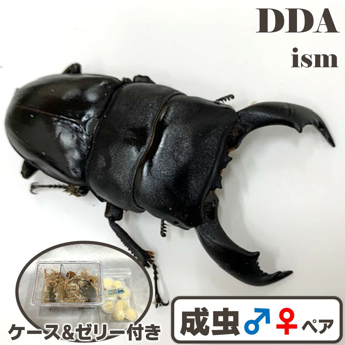 【DDA】スマトラオオヒラタ ベンクール成虫 ♂75〜大型96mmUP ペア プレゼント付き dda クワガタ 生体