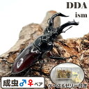 ベトナム便/天然個体【DDA】オーベルチュールクロツヤシカ 成虫 ペア WD♂40〜55mmUP プレゼント付き dda クワガタ 生体