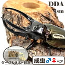 マレーシア便/天然個体【DDA】マレーコーカサスオオカブト WD♂85〜110mmUP ペア プレゼント付き dda カブトムシ 生体