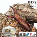 ボルネオ便/天然個体【DDA】ギラファホソアカ WD♂サイズフリー ペア dda 生体