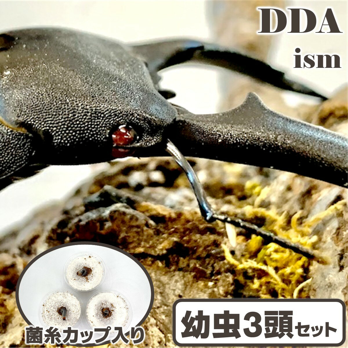 【DDA】大型血統 赤眼 kuniパラワンRR 幼虫 3匹セット 菌糸カップ入り dda クワガタ 生体 パラワンオオヒラタ