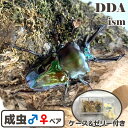 世界で最も美しいクワガタ【DDA】グリーン ニジイロクワガタ 成虫 ♂40〜大型60mmUP ペア プレゼント付き dda クワガタ 生体