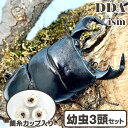 【DDA】ダイオウヒラタ 幼虫 3匹セット 菌糸カップ入り dda クワガタ 生体