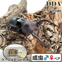 【DDA】フォルスターフタマタ 原名亜種 成虫 ♂55〜75mmUP ペア プレゼント付き dda クワガタ 生体