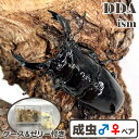 漆黒のエナメルカラー!【DDA】レギウスオオツヤ 成虫 ペア ♂50~80mmUP プレゼント付き dda クワガタ 生体 カワラ材 カワラ菌糸