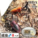 【DDA】パプアキンイロ マジョーラ血統 成虫 ペア プレゼント付き dda クワガタ 生体