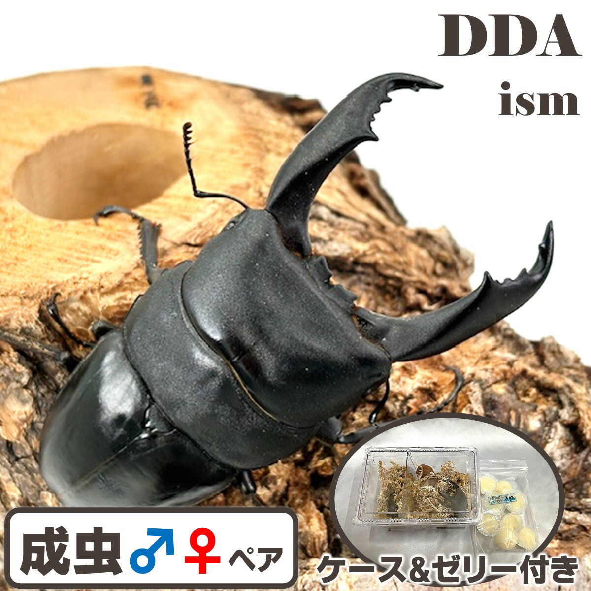 南カマリネス/ラゴノイ/ブルーダン【DDA】キングテイオウ 成虫 ペア ♂70〜99mmUP プレゼント付き dda クワガタ 生体 ヒラタクワガタ