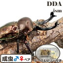 世界で最も美しいクワガタ【DDA】特殊カラー ダークブラウン ニジイロクワガタ 成虫 ♂40〜大型65mmUP ペア プレゼント付き dda クワガタ 生体