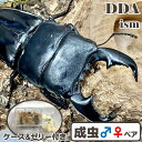 【DDA】スマトラオオヒラタ(ジャンビ産) 成虫 ♂80〜90mmUP ペア プレゼント付き dda クワガタ 生体