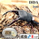 【DDA】ウムハンギノコギリ 成虫 ♂55~75mmUP ペア プレゼント付き dda クワガタ 生体 ノコギリクワガタ