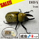 \セール 30%OFF!/【DDA】ティティウスシロカブト 成虫 ペア プレゼント付き dda カブトムシ 生体