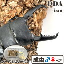 世界最大のドルクス/希少 マンタリガハン産【DDA】パラワンオオヒラタ 成虫 ペア ♂70~超特大110mmUP プレゼント付き dda クワガタ 生体