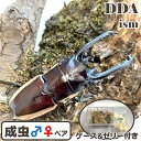 【DDA】ビソン・ノコギリ 成虫 ♂55〜70mmUP ペア プレゼント付き dda クワガタ 生体 ノコギリクワガタ