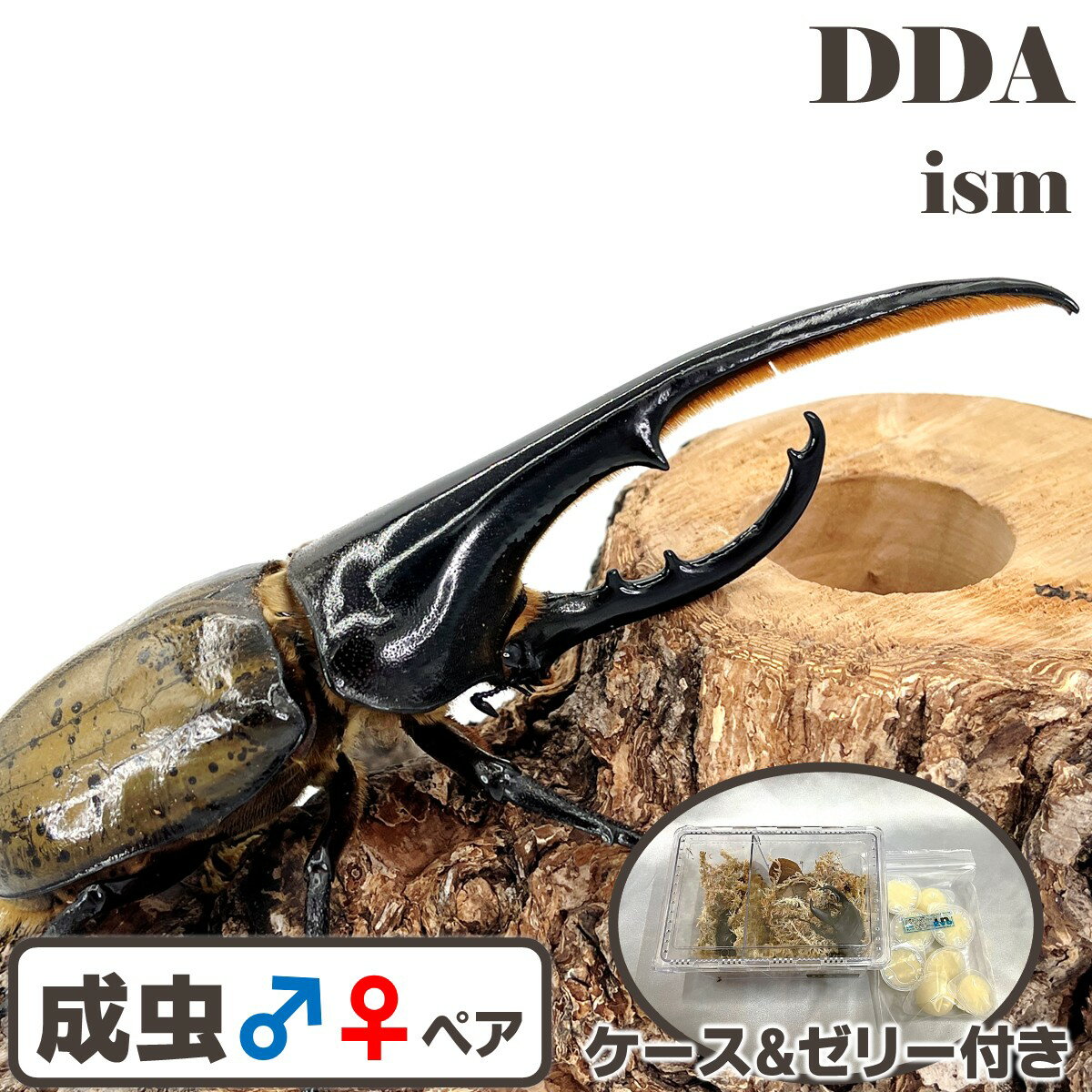 昆虫の王様【DDA】ヘラクレスオオカブト 成虫 ペア ♂105〜特大155mmUP プレゼント付き dda カブトムシ ..
