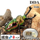 世界で最も美しいクワガタ【DDA】ニジイロクワガタ 成虫 ペア ♂40〜特大65mmUP プレゼント付き dda クワガタ 生体